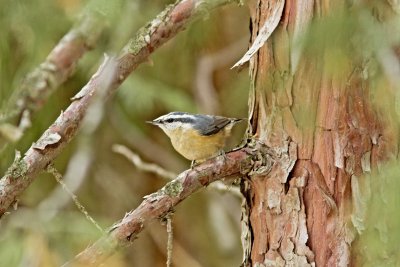 Red-breasted Nuthatch at Shaver Lake.jpg