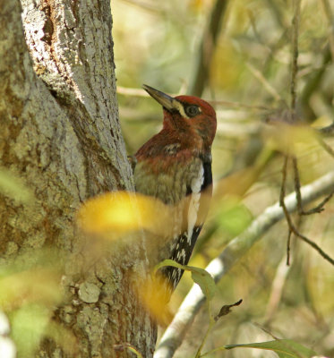 Red-breasted Sapsucker in Meder Canyon.jpg
