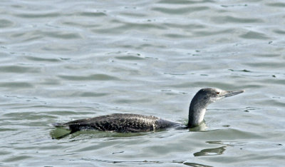 Red-necked Loon at Jetty Rd.jpg