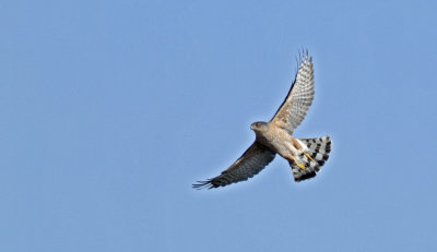Red-shouldered Hawk at Terrace Pt.jpg