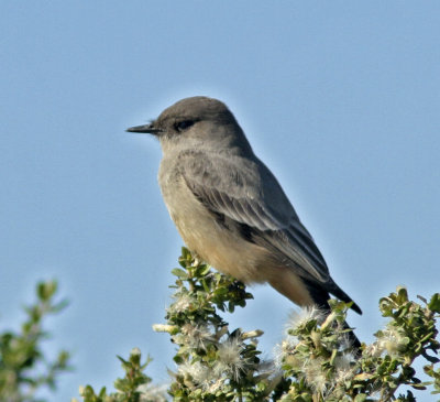 Say's Phoebe in Meder Canyon.jpg