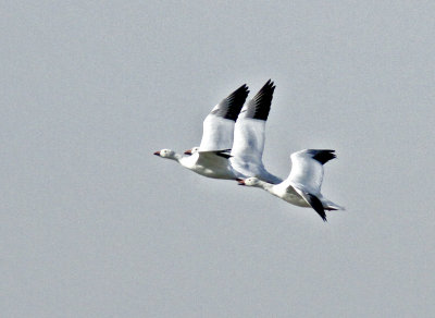 Snow Geese at Merced NWR.jpg
