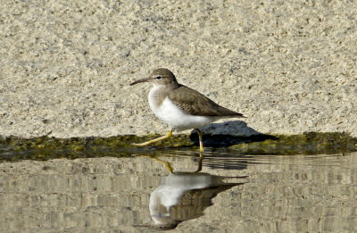 Spotted Sandpiper 2 at Lost Lake.jpg