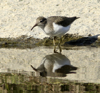 Spotted Sandpiper at Lost Lake.jpg