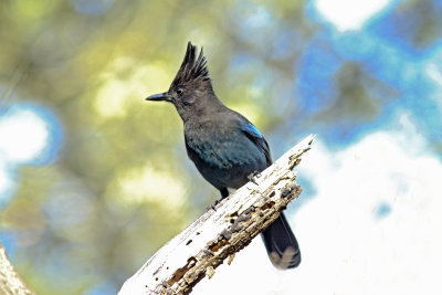 Stellar's Jay in Meder Canyon.jpg