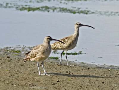 Whimbrels at Jetty Road.jpg