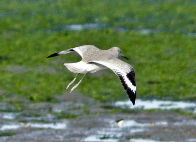 Willet at Jetty Rd.jpg
