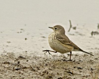 American Pipit at Merced NWR