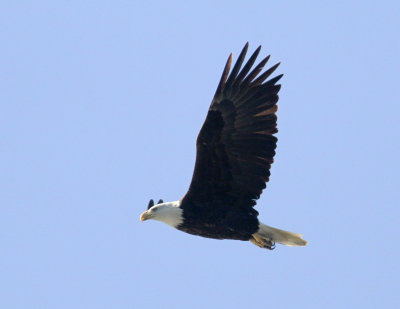 Bald Eagle at Pinto Lake