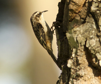 Brown Creeper at Laguna Grande