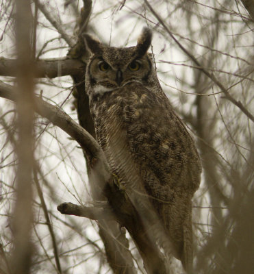 Great Horned Owl at Merced NWR