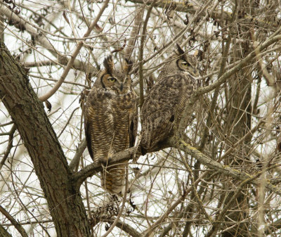Great Horned Owls at Merced NWR