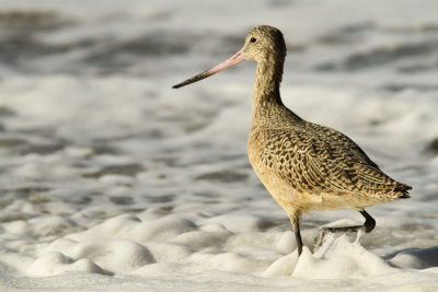 Marbled Godwit 2 at New Brighton Beach