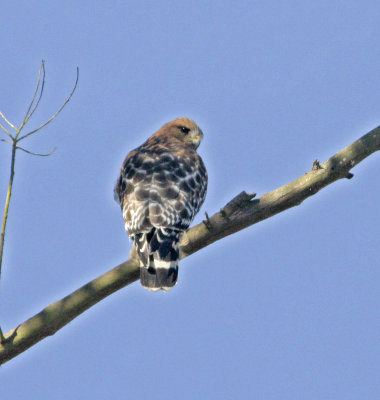 Red-shouldered Hawk at Pinto Lake Co Park
