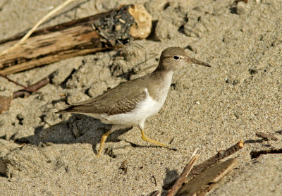 Spotted Sandpiper at New Brighton State Park