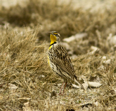 Western Meadowlark at Merced NWR