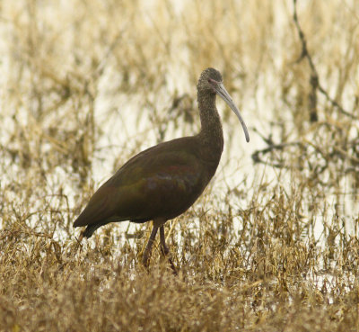 White-fronted Ibis at Merced NWR