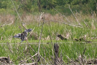 Landing gear down