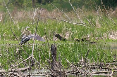 Great Blue Heron