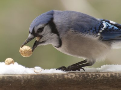 bluejay