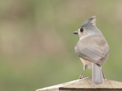Tufted Titmouse