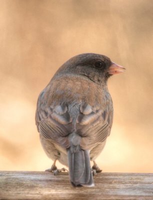 Dark-eyed Junco