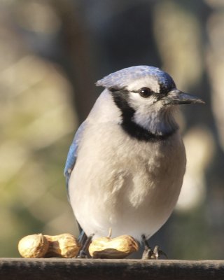 bluejay