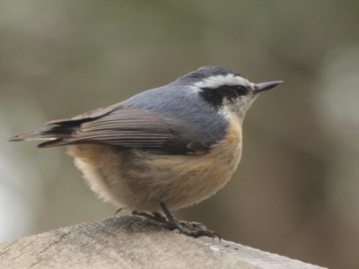 Red-breasted Nuthatch