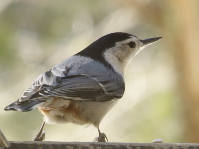 White-breasted Nuthatch