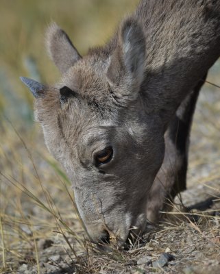 America 2012 - Animals