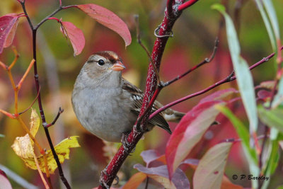 White-crowned Sparrow (imm)