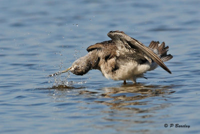 Greater Yellowlegs