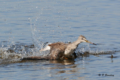 Greater Yellowlegs