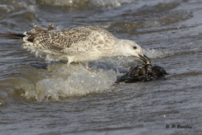 Herring Gull:  SERIES