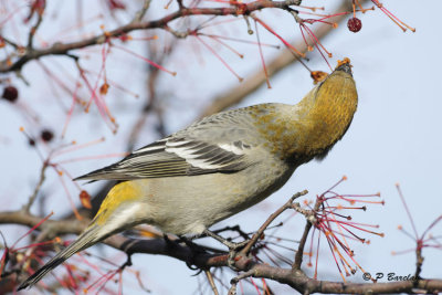 Pine Grosbeak