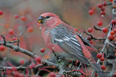 Pine Grosbeak (m)