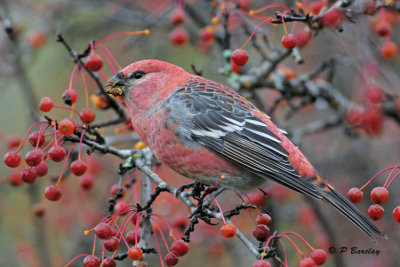 Pine Grosbeak (m)