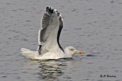 Great Black-backed Gull