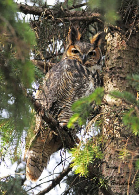 Great Horned Owl