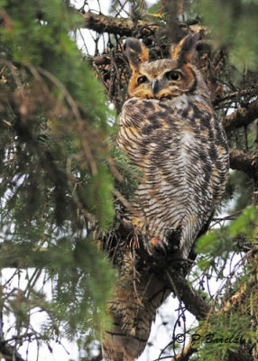 Great Horned Owl