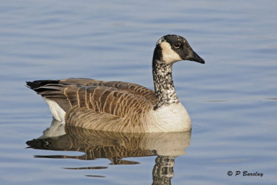 Canada Goose (partially leucistic)