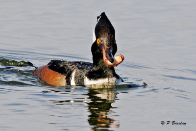 Hooded Merganser:  SERIES