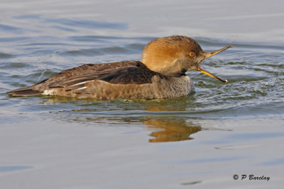 Hooded Merganser