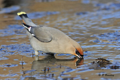 Bohemian Waxwing