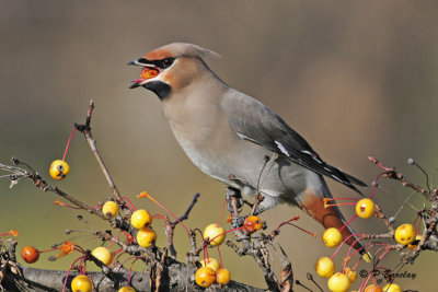 Bohemian Waxwing