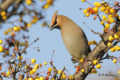 Bohemian Waxwing