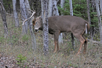 White-tailed Deer:  SERIES