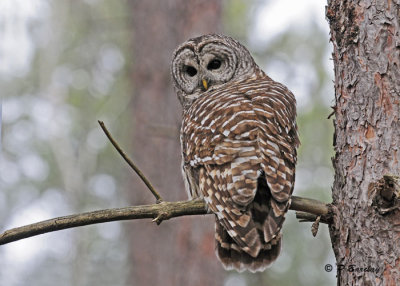 Barred Owl