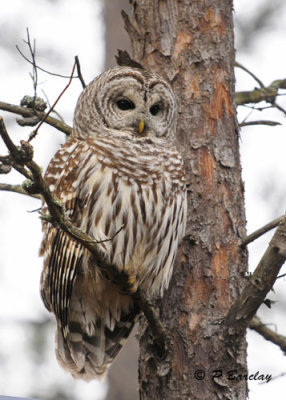 Barred Owl