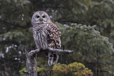 Barred Owl